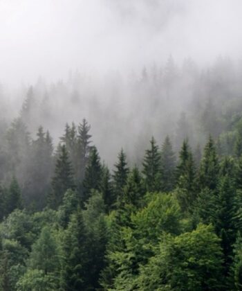 Painel Fotográfico Natureza Floresta com Neblina